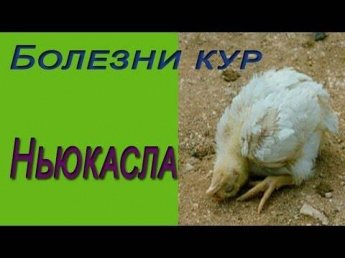 Болезнь Ньюкасла (псевдочума) 
