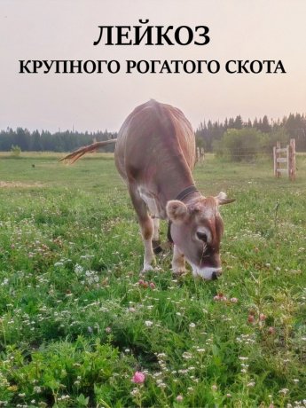 Лейкоз крупного рогатого скота (гемобластоз)