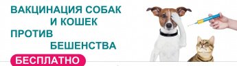 Вакцинация собак и кошек от бешенства