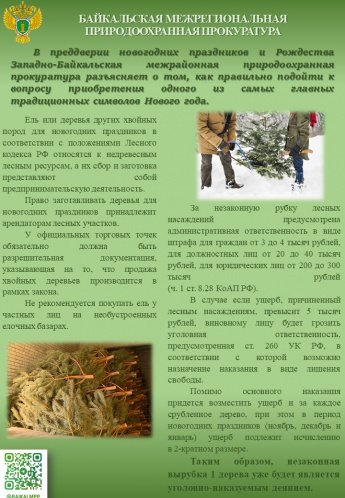 Байкальская межрегиональная природоохранная прокуратура разъясняет законодательство об ответственности за незаконную рубку деревьев хвойных пород в преддверии новогодних праздников
