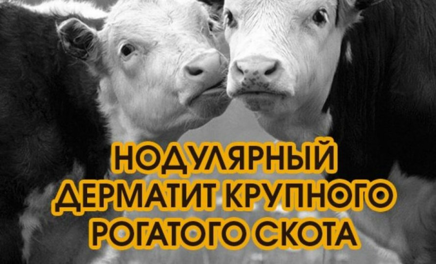 ПАМЯТКА ДЛЯ НАСЕЛЕНИЯ ПО ЗАРАЗНОМУ УЗЕЛКОВОМУ (НОДУЛЯРНОМУ) ДЕРМАТИТУ КРУПНОГО РОГАТОГО СКОТА